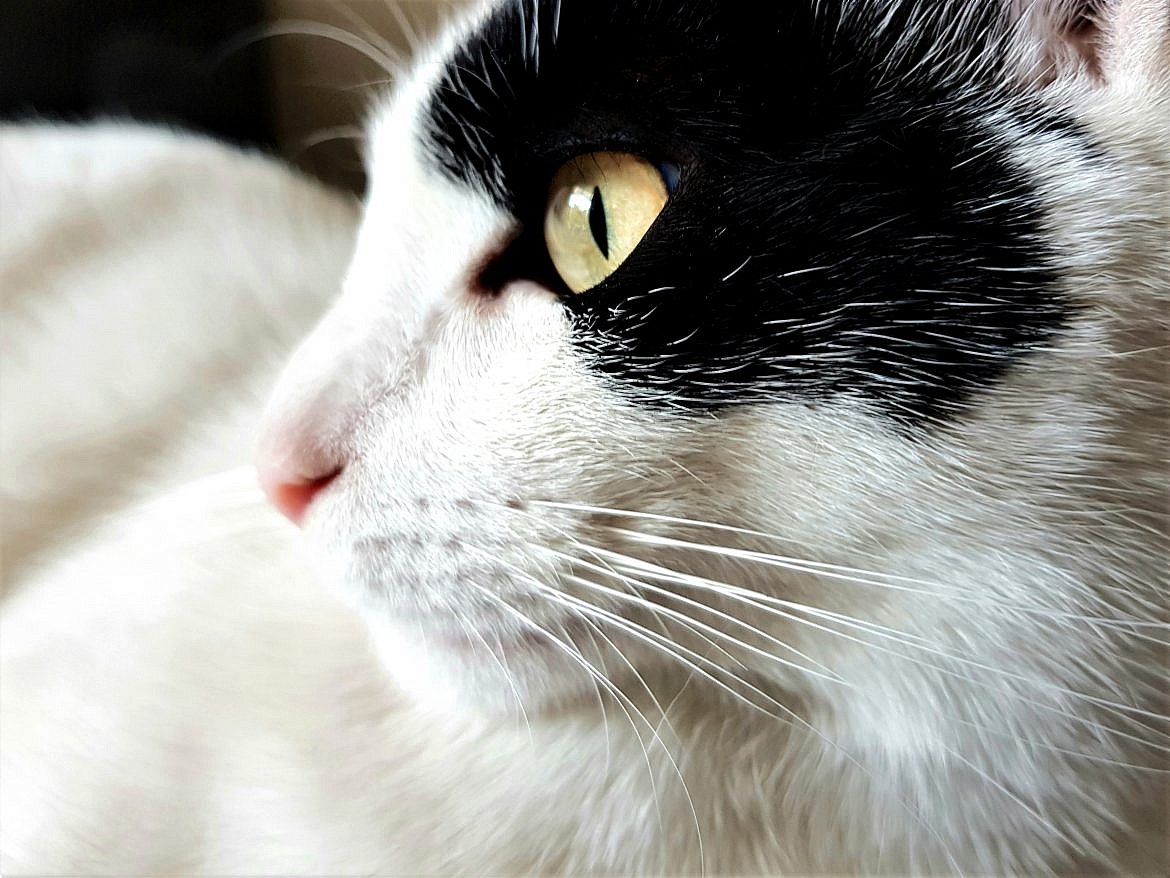 otis-chaton-adopte-via-felinspourlautre-whatwhat