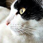 otis-chaton-adopte-via-felinspourlautre-whatwhat