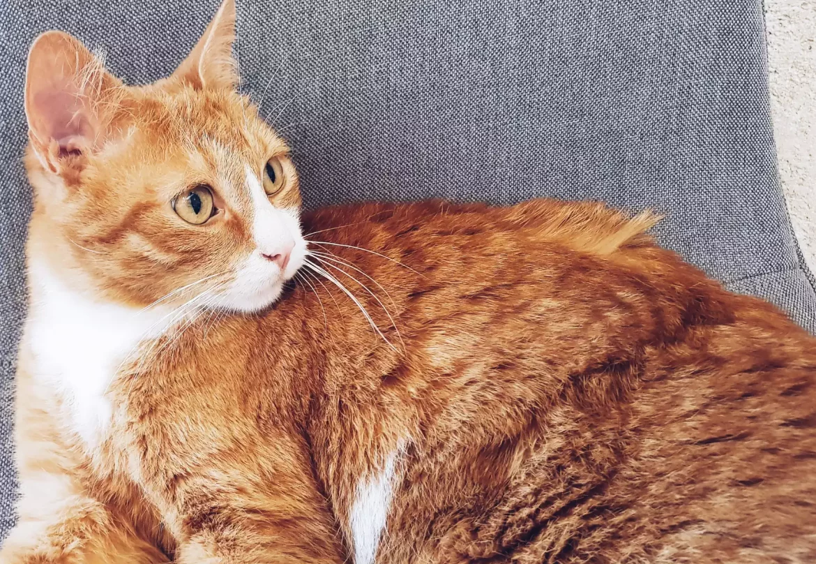 le-chat-gourmand-montpellier-bar-a-chats