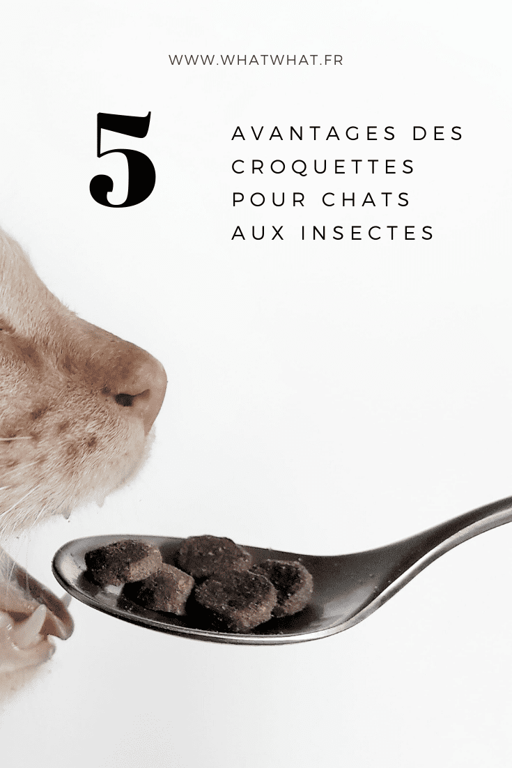 avis-croquettes-chats-insectes-tomojo