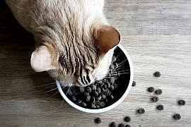 avis-tomojo-croquette-chat-insecte