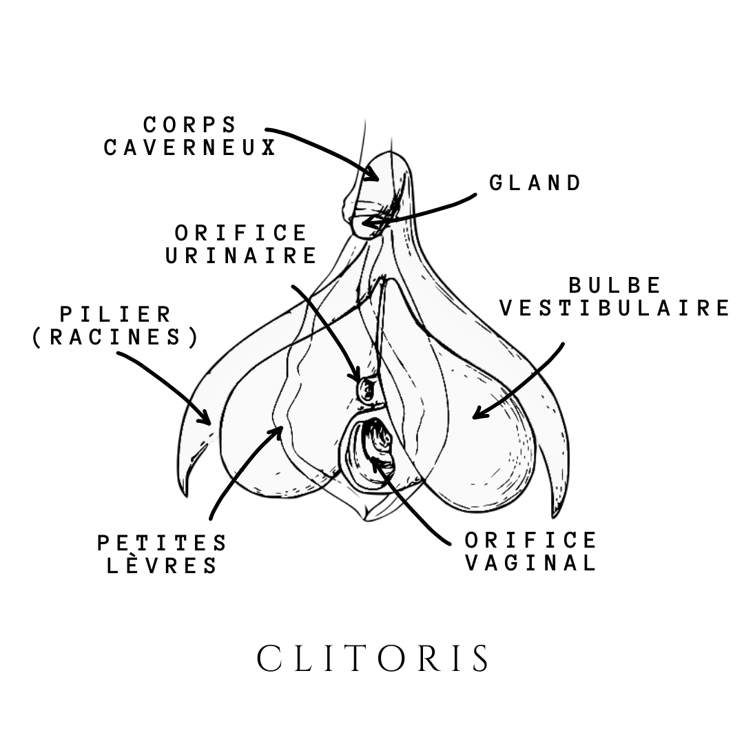 schema du clitoris