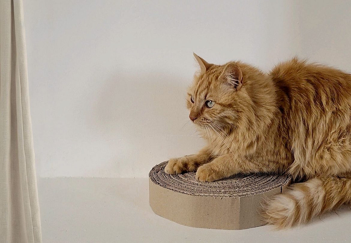 DIY griffoir chat en carton recyclé