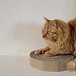 DIY griffoir chat en carton recyclé