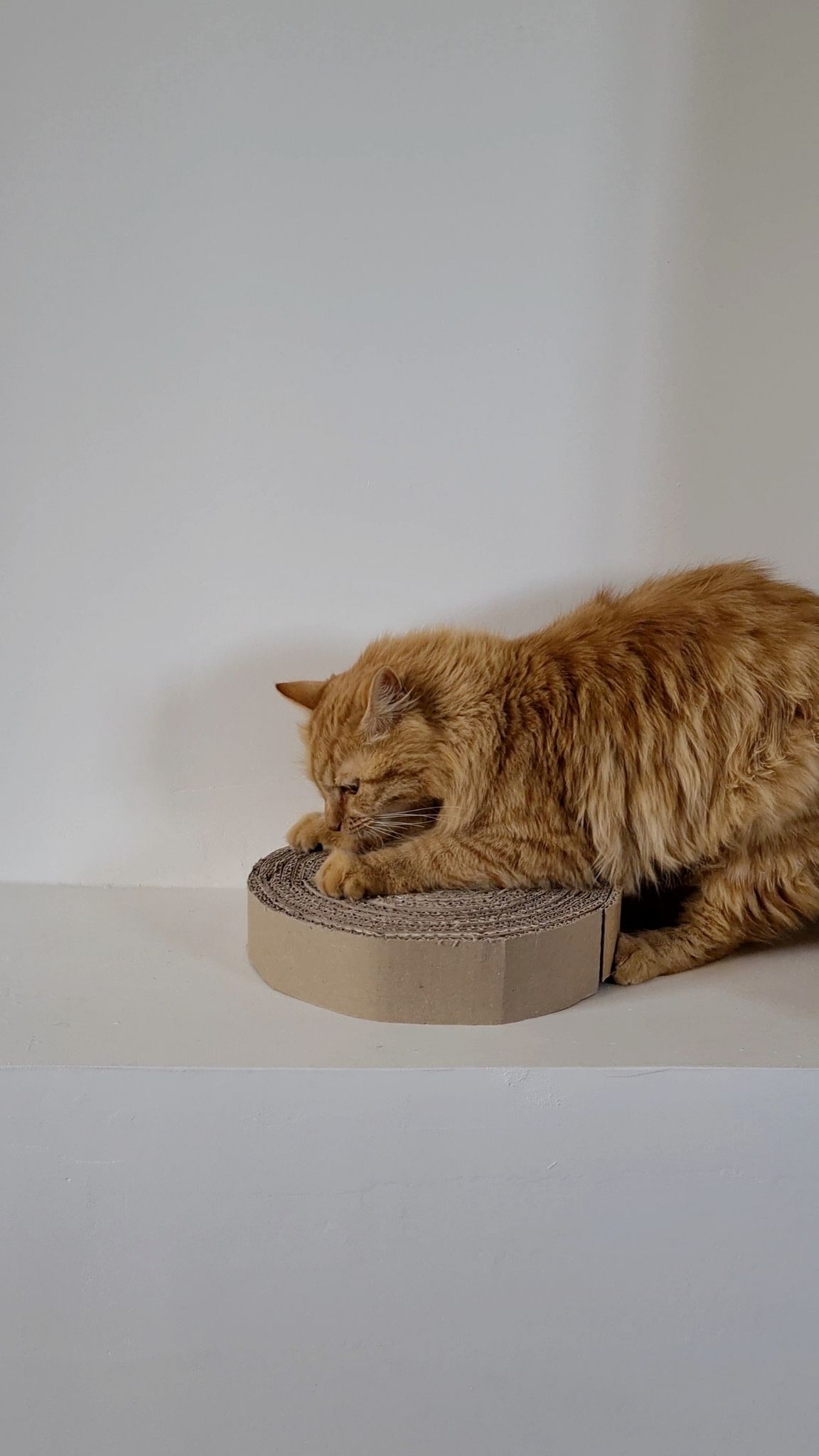 griffoir chat en carton DIY
