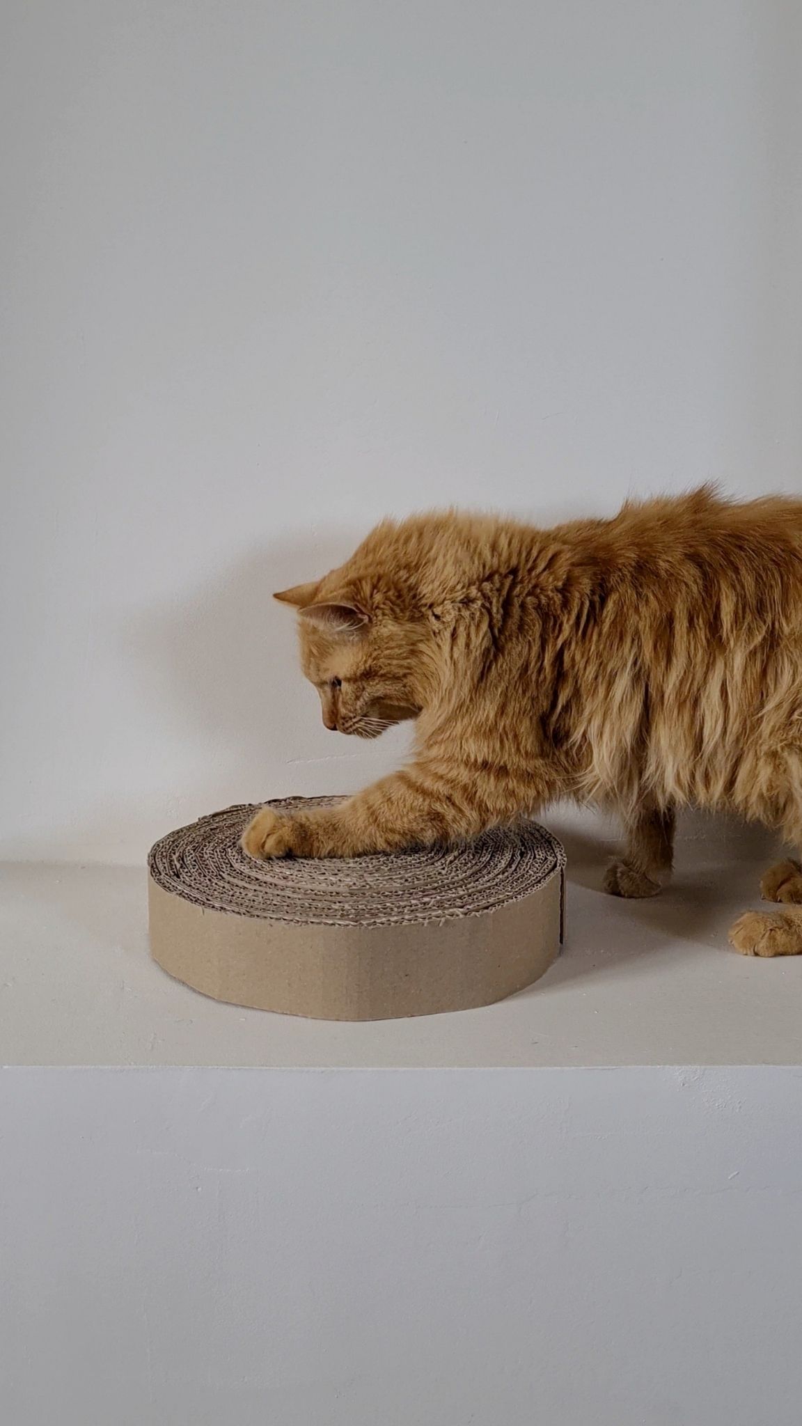 griffoir pour chat en carton DIY