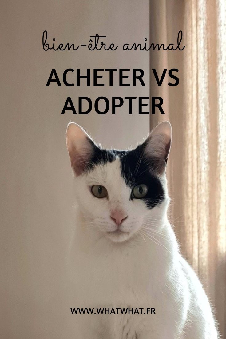 Bien-être animal - acheter vs adopter