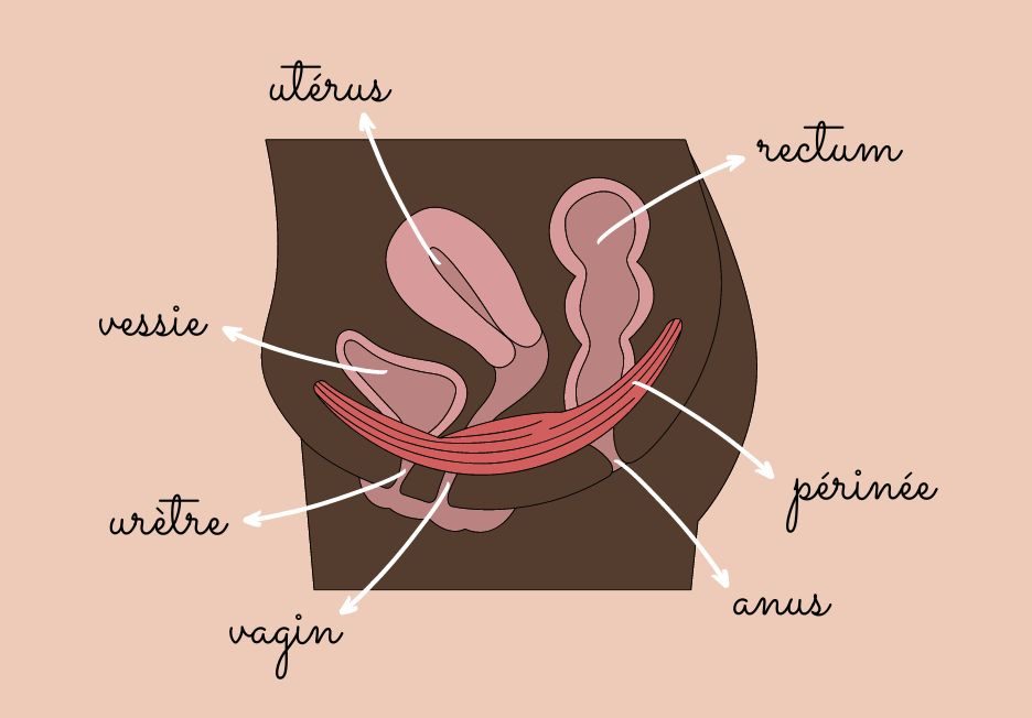 Schema perinee et vessie - fuites urinaires