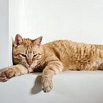 adopter-vs-acheter-animaux-de-compagnie-ninou