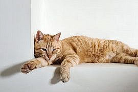 adopter-vs-acheter-animaux-de-compagnie-ninou